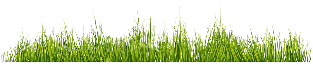 ROLLE Image